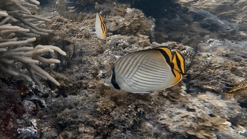 Zwerver-koraalvlinder (Chaetodon vagabundus) — Chaetodontidae — 3