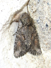 Lacinipolia rodora