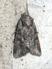 Lacinipolia rodora