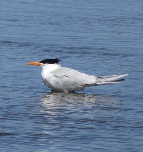 Charrán real (Thalasseus maximus)