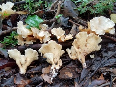 Gloeocantharellus