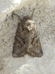 Lacinipolia rodora