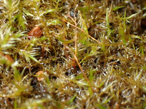 Image of Streamside Leptodictyum Moss (Leptodictyum riparium) by (c) W Rao, some rights reserved (CC BY)