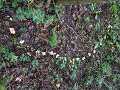 Gloeocantharellus