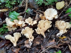Gloeocantharellus