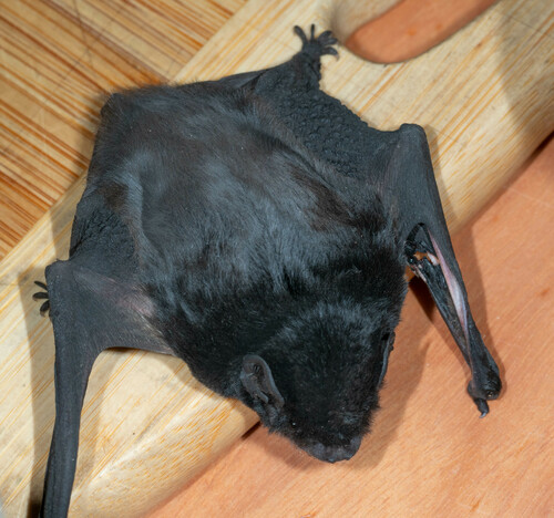 Gould's Wattled Bat
