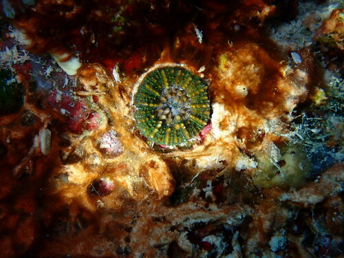Micromussa pacifica