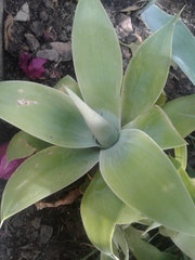 Agave mitis