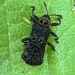 Lantana Leaf Beetle - Photo (c) brooks70, some rights reserved (CC BY-NC), uploaded by brooks70