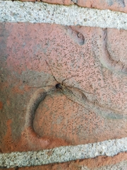 Oligolophus hanseni