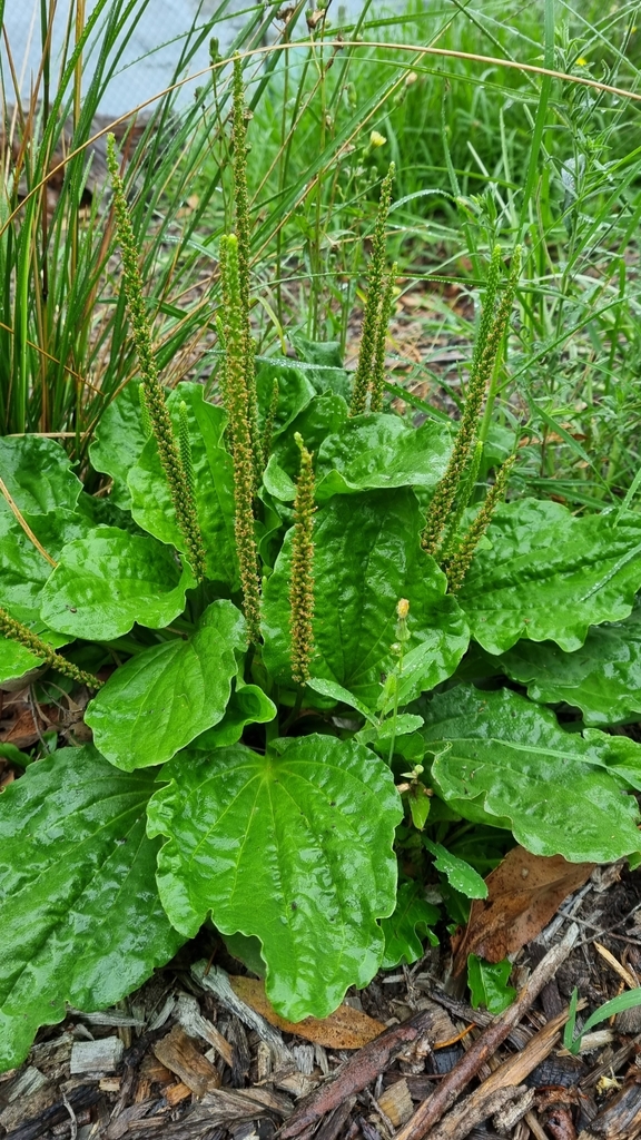 greater plantain from Upwey VIC 3158, Australia on February 28, 2023 at