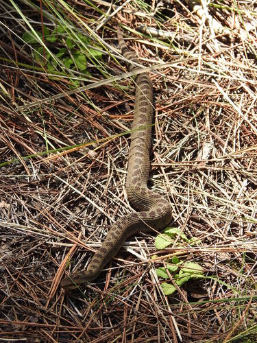 Dusky Rattlesnake