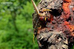 Trachyderes elegans