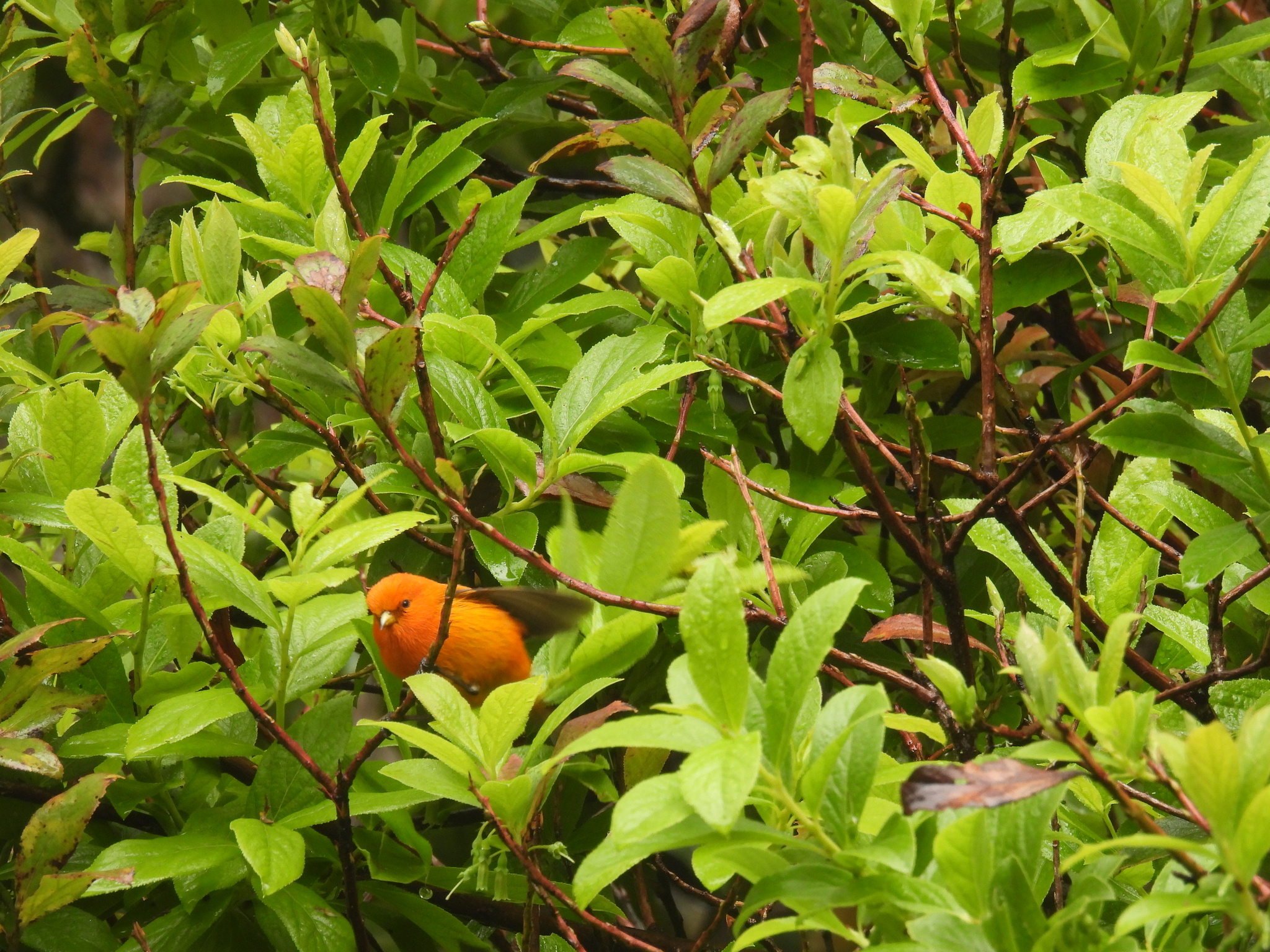 Hawaii Akepa (Loxops coccineus), photo 6