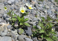 Viola × wittrockiana