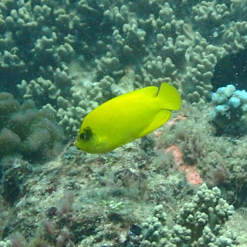 Golden angelfish (Centropyge heraldi) — Pomacanthidae — 4