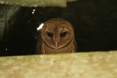 Tyto alba punctatissima