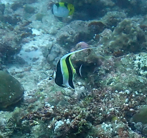 Moorish Idol — seen at this dive site