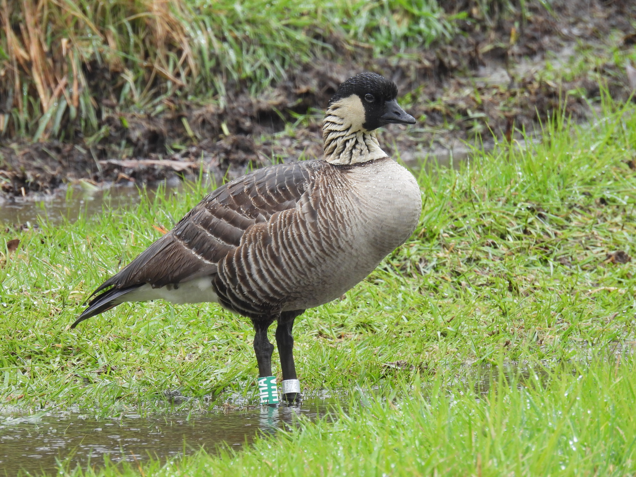 barnacla nené, bernache néné, ganso-havaiano, hawaiian goose, nene