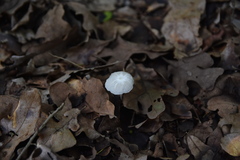 Heliomyces decolorans