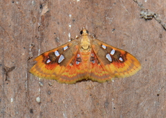Sameodes pictalis