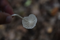 Heliomyces decolorans