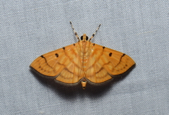 Dichocrocis