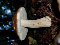Boletus quercophilus