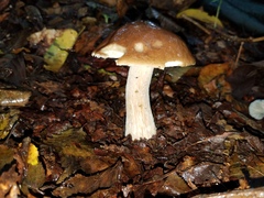 Boletus quercophilus