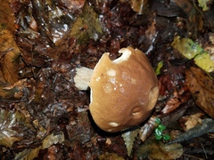 Boletus quercophilus