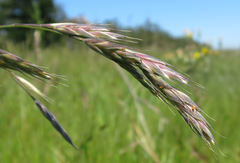 Bromus lithobius