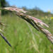 Chilean Brome - Photo (c) Alice Shanks, some rights reserved (CC BY-NC), uploaded by Alice Shanks