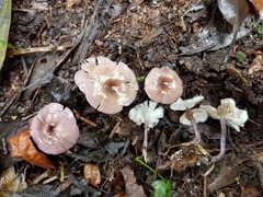 Calocybe cyanella