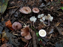 Calocybe cyanella
