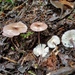 Calocybe cyanella - Photo (c) Alan Rockefeller, some rights reserved (CC BY), uploaded by Alan Rockefeller
