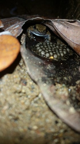Colostethus inguinalis
