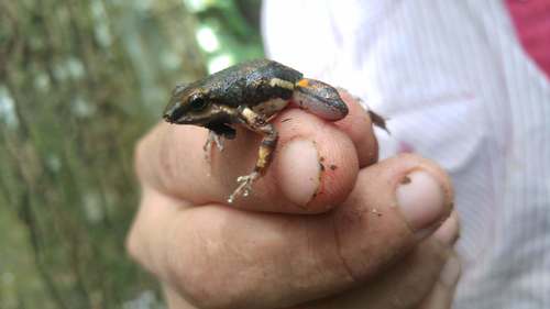 Common Rocket Frog, Colostethus inguinalis