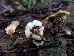 Flabellophora