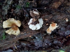Flabellophora