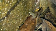 Colostethus inguinalis