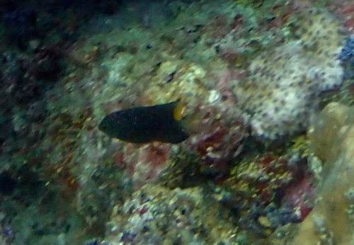 Jewel Damsel — seen at this dive site