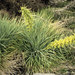 Aciphylla squarrosa squarrosa - Photo no hay derechos reservados, subido por Peter de Lange
