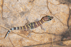 Gracile Velvet Gecko photo 4