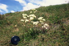 Aciphylla polita