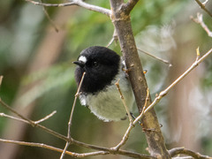 Petroica macrocephala toitoi