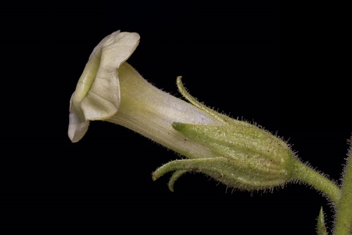 Nicotiana trigonophylla iNat (2)