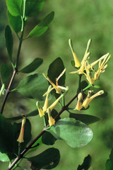 Peraxilla colensoi