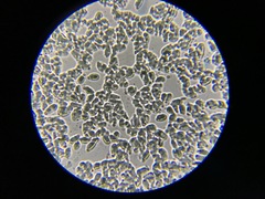 Heliomyces decolorans