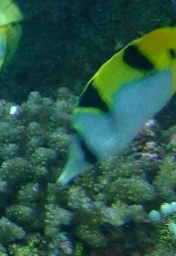 Saddleback Butterflyfish — seen at this dive site