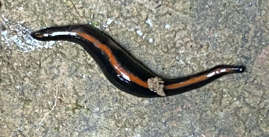 Othelosoma laticlavium